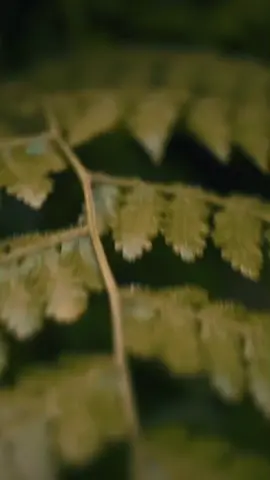 BTS VS RESULT #beforeandafter #cinematography #slowmo