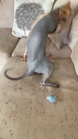 You know what today is #skinslapityslapsunday ! Clarice wanted the catnip! #sphynxcat #catsoftiktok #donskoy #catnip #fyp #foryourpage  #RufflesOwnYou