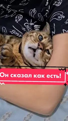 #бенгал #смешныекоты #коты #врек