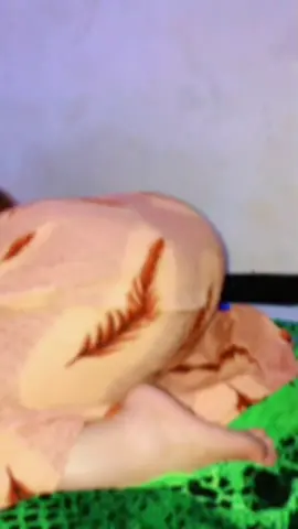 Hot 🍑 #🇸🇴🇸🇴🇸🇴 #niiko #gabadh #Kacsi #wasmo #macaan #somalitiktok #muqdisho #viral #🍑 #CloseYourRings #twerking #fyp