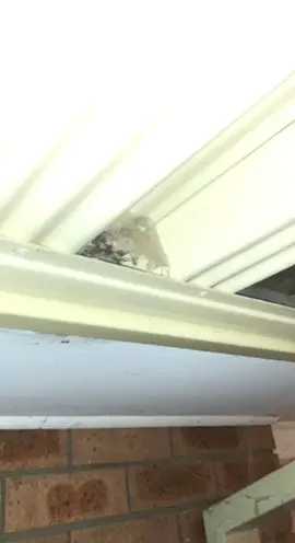 Found this outside my back door on Friday night 😱🤢 #spiders #bigspider #huntsmanspider #spiderbabies #australia #canberratok