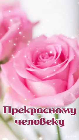 Прекрасному человеку #цветы #привет #рекомендации #топ #рек #tiktok