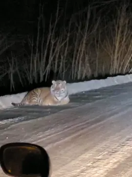 Хабаровский край вышел тигр полежать на дорогу😁 #тигр #хабаровск #зверь