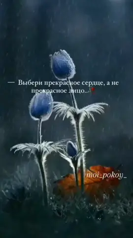 #islam#умиротворениедуши #статусысосмыслом