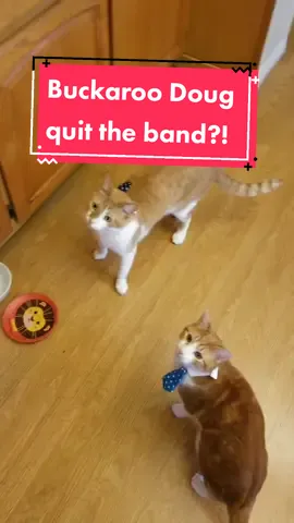 Both so much and so little happened #catsoftiktok #funnycat #PetsOfTikTok #sketchcomedy #voiceover #catdad