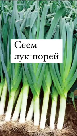 #лукпорейнарассаду #сеемлук
