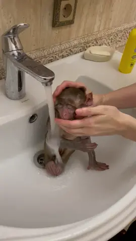 #купание#макака#обезьяна#обезьянка#семья