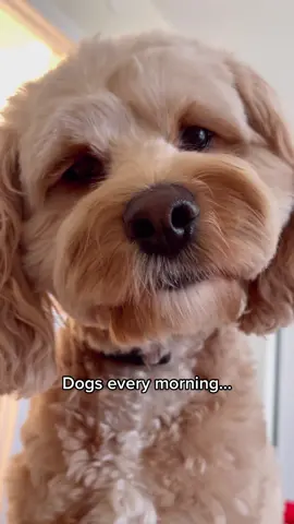 Does this happen to anyone else? #dogsofttiktok #funnydog #dogtok #animallover #PetsOfTikTok