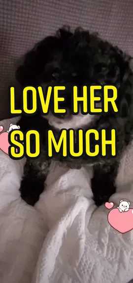 #Love  #puppies  #sweet  #fyp  #fypシ  #fypage  #followus  #follow  #puppy  #poodles  #poodlesoftiktok  #puppiesoftiktok