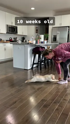 he’s flying😂 Mommy is so proud! #superman #labpuppy #yellowlab #labradorretriever #puppiesoftiktok #PetsOfTikTok #dogsofttiktok #fyp