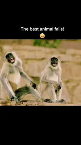The funniest animal fail moments from #SpyInTheWild @bbc @pbsnature Edited by @mattgordonwildlife  #Fail #Animal #AnimalFails #Funny #FunnyAnimals #CuteAnimals #Wild #fyp #foryoupage #fypシ #DavidTennant #Orangutan #monkey #monkeyface