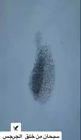 #جرجس#الحفر#القصيم#حايلندا#السعودية #مقناص_الصيد #اكسبلور_تيك_توك