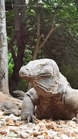 Sun terrace . #viral #popular #indonesia #komododragon