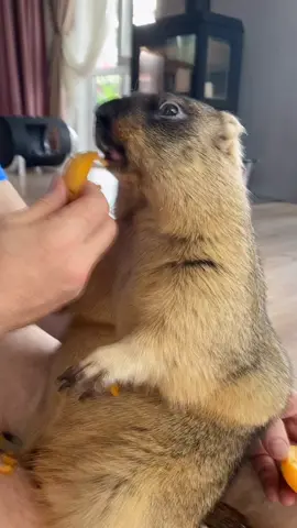 Сурочек Биточек🤗🤗🤗 #жру #байбак #сурок #сурокбайбак #врек #суроккричит #домсурка