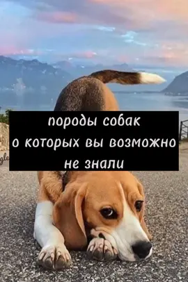 низнаю так ли это, но пускай будет😚🙂1 часть#собаки#спаниелимоялюбовь #породысобак🐕 #шепперке#кернтрерьер
