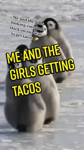 @sassy_little_tee @rosiekriz #penguins  #tacos  @shakira @wyclefjean #dance  #thick  #cute  #shake #happyfeet #shakeit  #thickgirl #funny  #fyp  #fypシ
