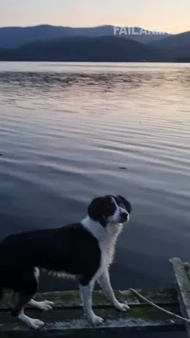 The cutest fail ever?? 😂#FailArmy ..#dogs #funnydogs #fails #animals #funnyanimals