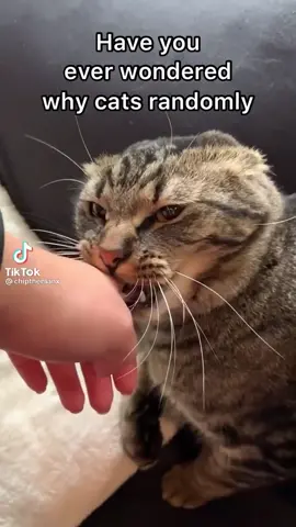 #cats #catsoftiktok