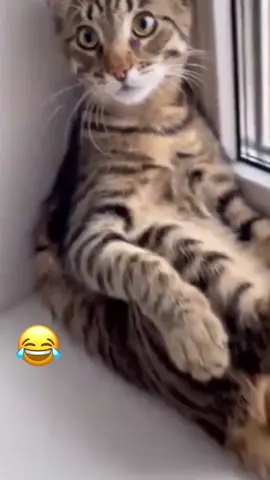 #котикиприколы #