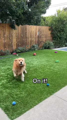 Newly approved meeting format. Spread the word. #dog #zoomies #goldenretriever