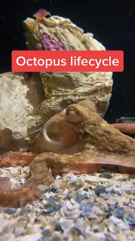 The octopus lifecycle 🐙🤓 #octopus #pacificrubyoctopus #aquarium #foryou