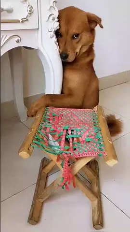 Seems a little dissatisfied😂😂😂😃#pet #dog #foryou #fyp