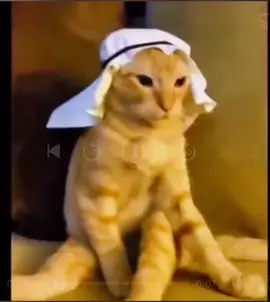 #gatostiktok #arabes #naranja #musica #meme #humor