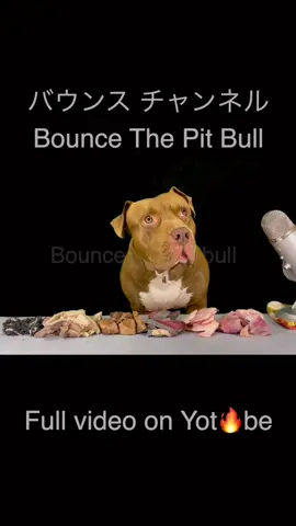 #mukbang #ASMR pitbull #ピットブル