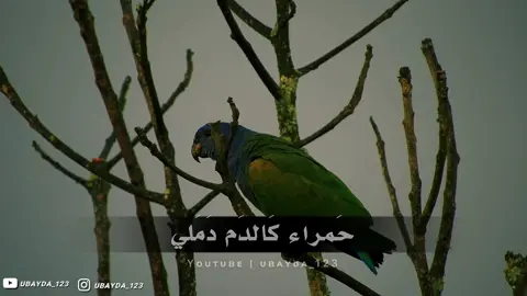 صوت صفير البلبل | بـ صوت ظفر النتيفات .#ubayda_123 #اكسبلور #اسلاميات #حالات #كلمات #عبارات #explor #fyp #ابيات #ادبيات_عربية #قصايد #ابيات_شعر #الاصمعي