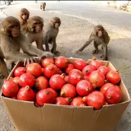 feeding pomegranate #feedinganimal @feeding_animal