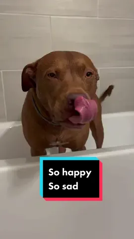 #cutedog #pitbull #beach #dogsofttiktok #fyp