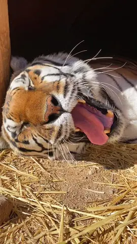 It’s been a while since I’ve woken Zion #zion #tiger #ITriedItIPrimedIt #fyp