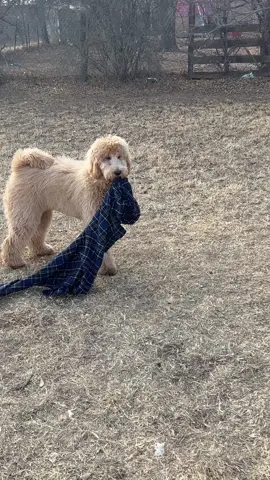 Dad says I am always up to no good 🤷‍♀️😝#ohwell #badgirl #lol #heheh #steal #laundry #fyp #fypシ #foryou #tiktok #dogs #goldendoodle #puppy #fy #oops