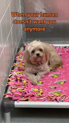 So scared at the shelter. I’m going to find her a home 😢.                                #adopt #shelterdog