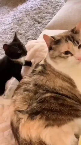 #gato #cachorro #dog #cat #animal #engraçado #meme #cute