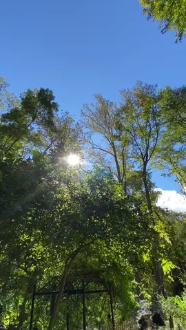 Sound of wind through the trees.#windy #trees #nature #aesthetic #aestheticvideos