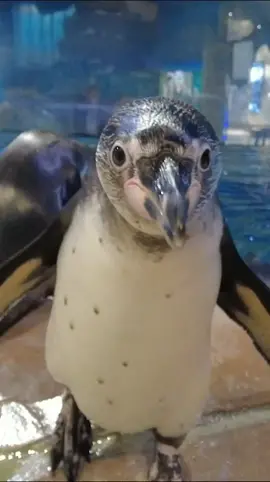 #приморскийокеанариум #pinguin #funnyanimal #пингвин #веселыеживотные