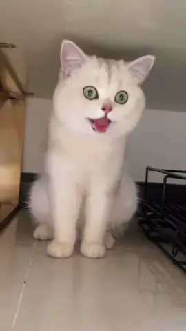 obrolan kucing ini bikin ngakak? #candakucing