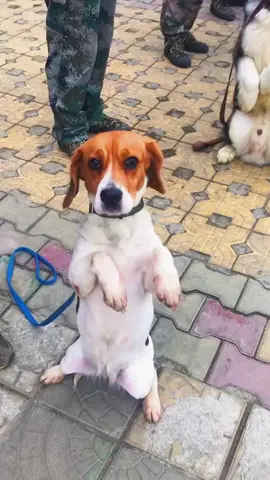 #dog #dogs #puppy #foryou #fyp #cute #cutedog #puppylove #pet #tiktok