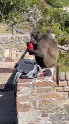 PRIME Is For Everyone To Share! #drinkprime #PRIME #share            Credits : @loganpaul