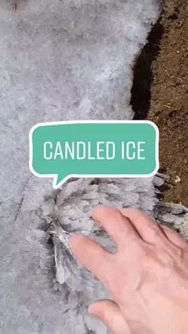 #Candled #ice #candledice #lakeice #icecrystals #candleization #iceshards #springice #educational #markhogben #spring