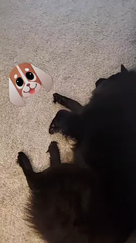 #algorithm #fyp #foryou #foryoupage #manifest