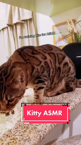 Upcoming ASMR star!! #bengal #cat #asmr #simba #boy #PetsOfTikTok