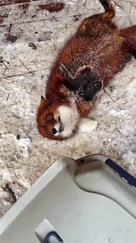 #foxfamily #хочуврек #рекомендации #рек #неидеальный_питомец