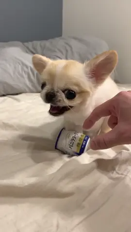 Pino didn’t want to part with his favourite yogurt😳😠 #tinydogsoftiktok #angrypuppy #spoiledpets #chihuahuastiktok