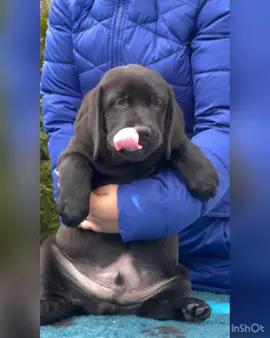 #лабрадор #лабрадорщенок #labrador #питомниклабрадоров #щеноклабрадора