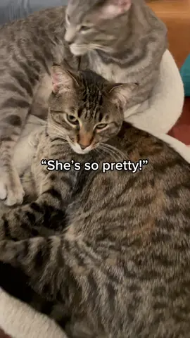 I’ve been waiting for this sound #fyp #catsoftiktok
