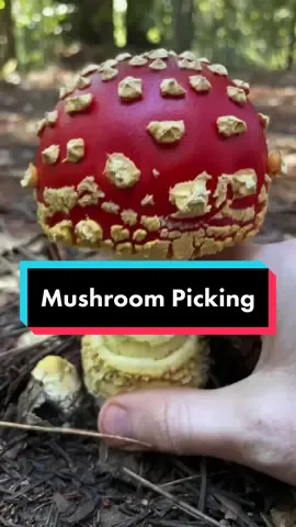 All the satisfying CHRONCHES of plucking a mushroom #mushroomasmr #mushroomhunter #mycology #oddlysatisfying #satisfying #fungi #seta #nấm #champignon