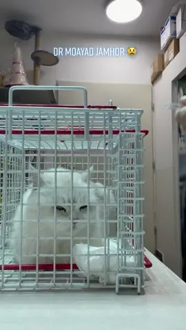 #pethealthclinic #angrycatvideo #fypシ #catsoftiktok #surgerytime❤️ #vet #foryou