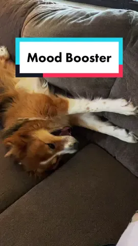 For anyone that needed to see a cute dog today #dog #animalover #MentalHealth #happy #trend #dogsofttiktok #cute #goodmood